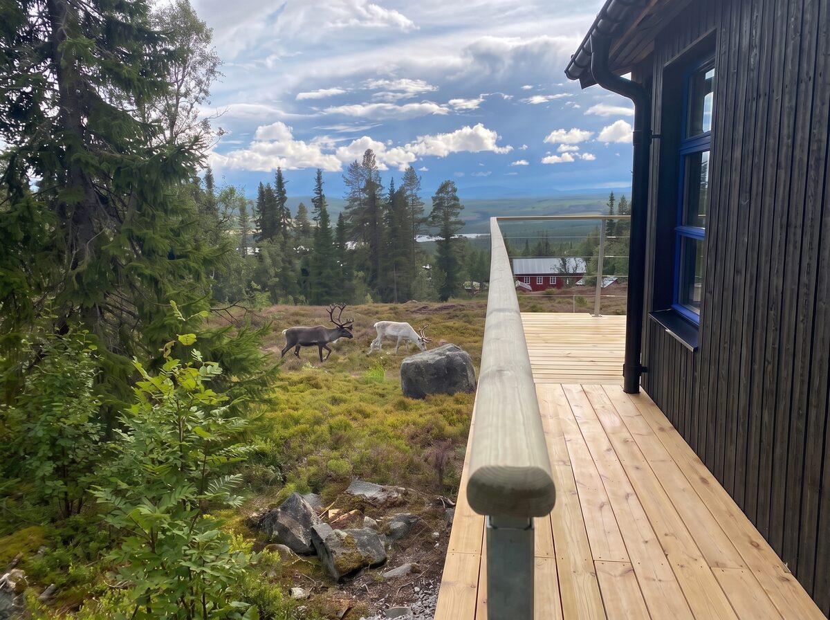 Renar på heden nedanför terrassen, med utsikt över dalen
